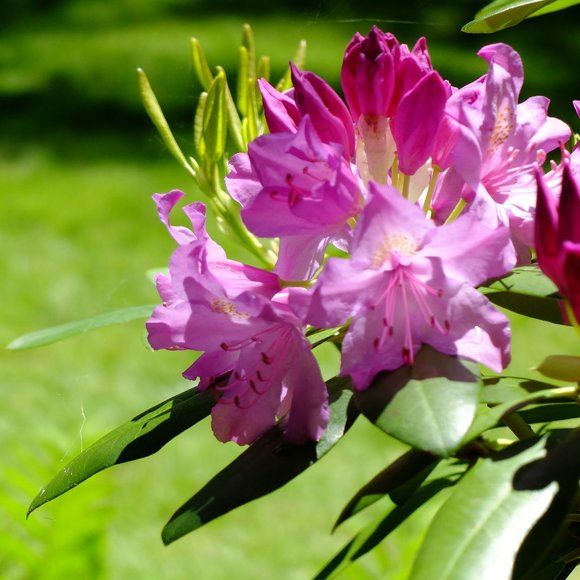 Meet your Posher, Paulina - Picture 1 of 1